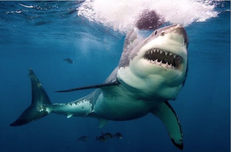 Sharks in the water 760x500